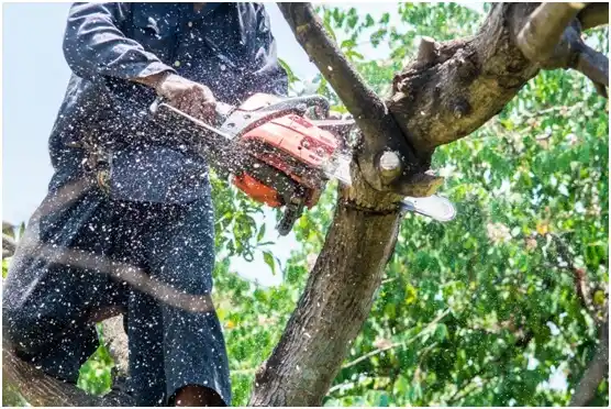 tree services Enhaut